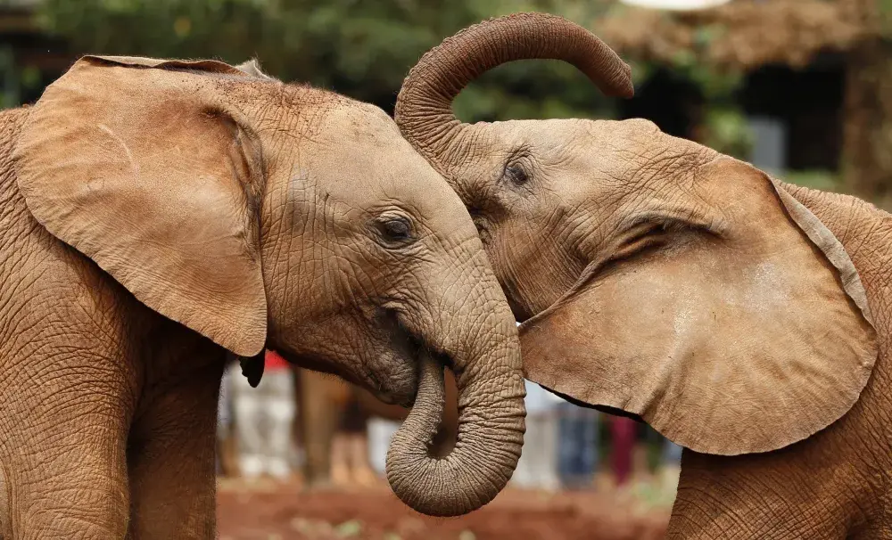 Zimbabwe Reportedly Plans to Export ‘a Hundred’ Baby Elephants to China