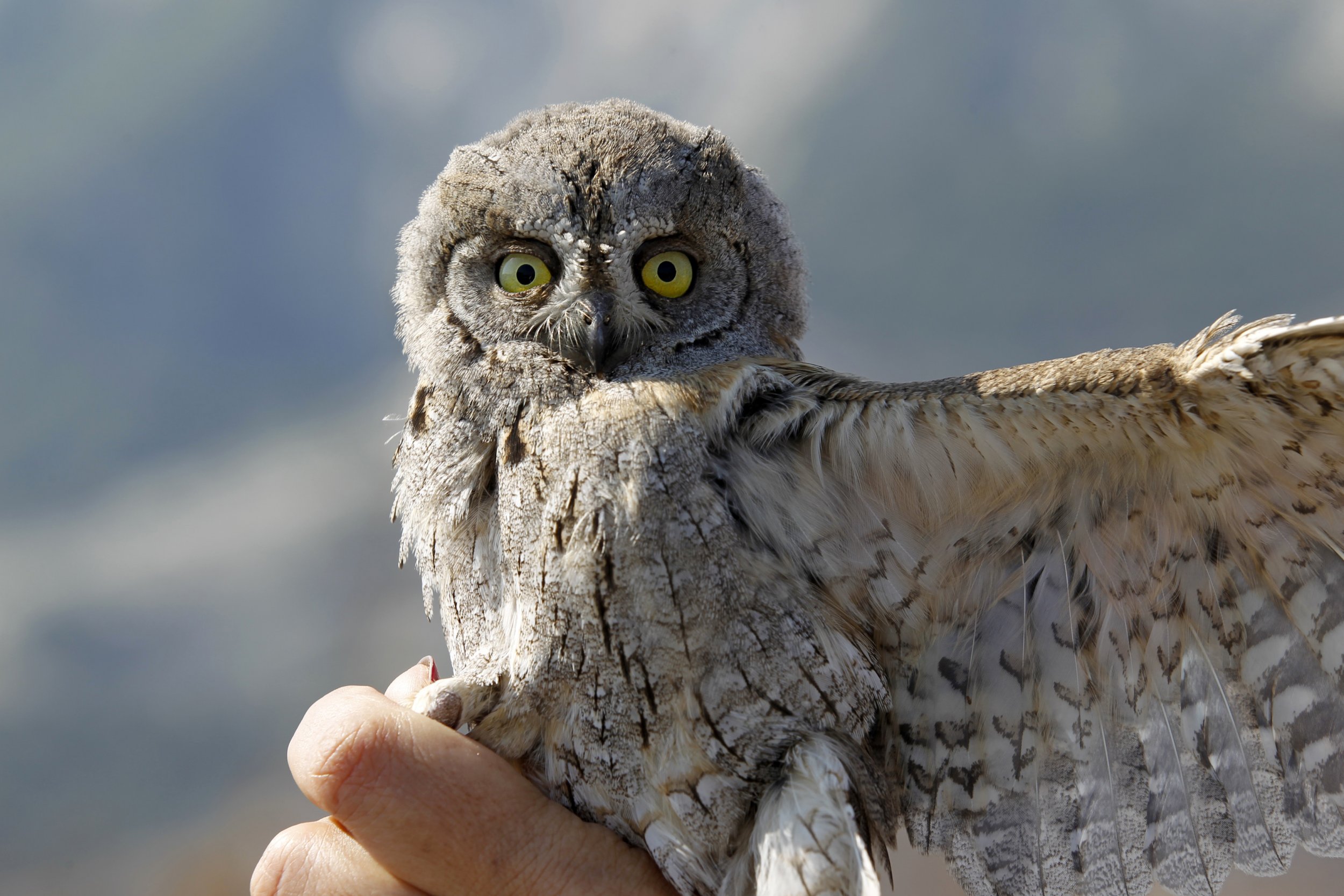 In Honor of the Super Bowl, the 16 Most Superb Owls of All Time