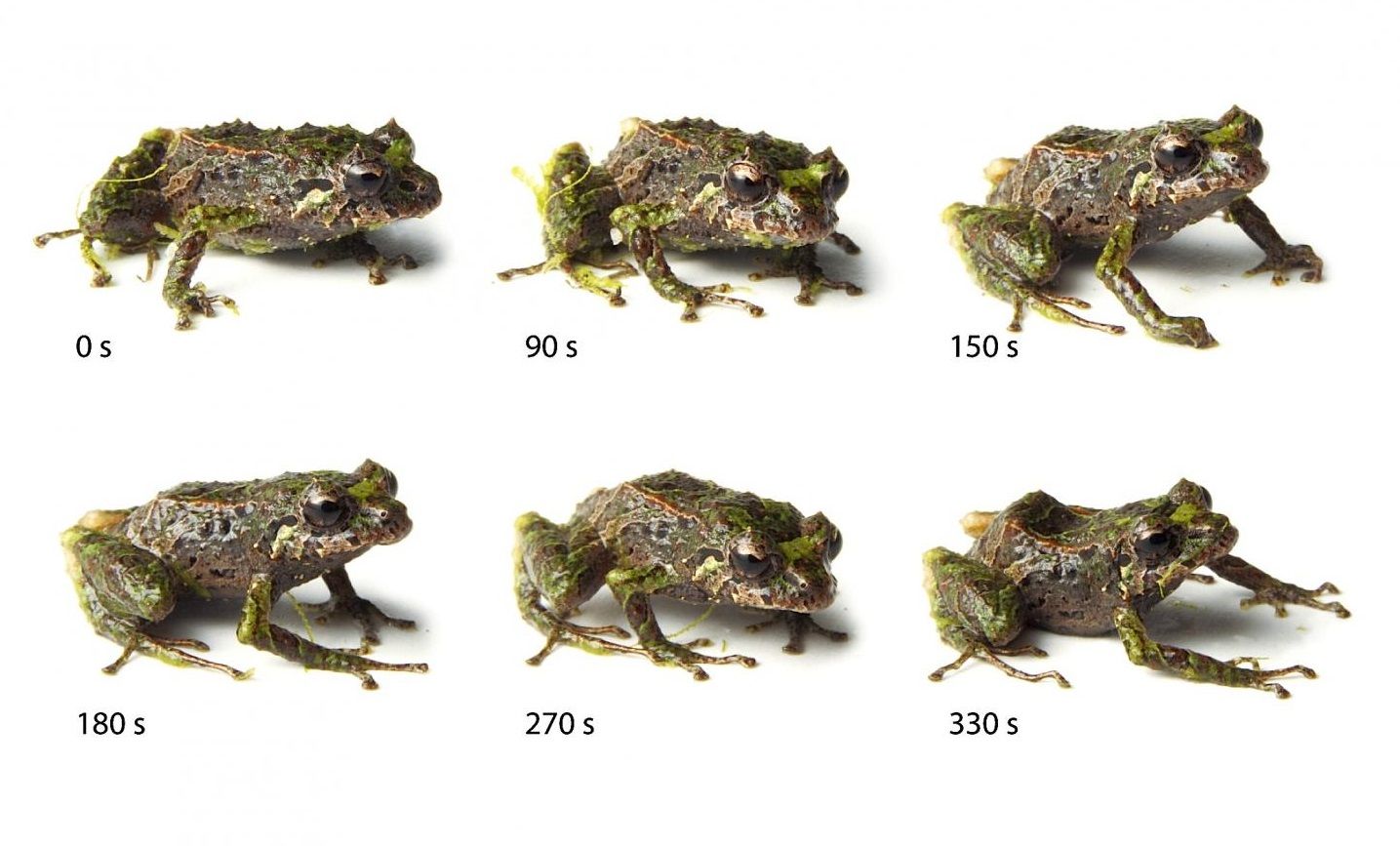 Shape-Shifting Frog Discovered - Newsweek