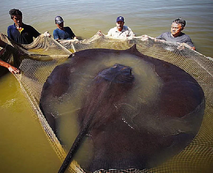 In Search of the World's Biggest Fish - Newsweek