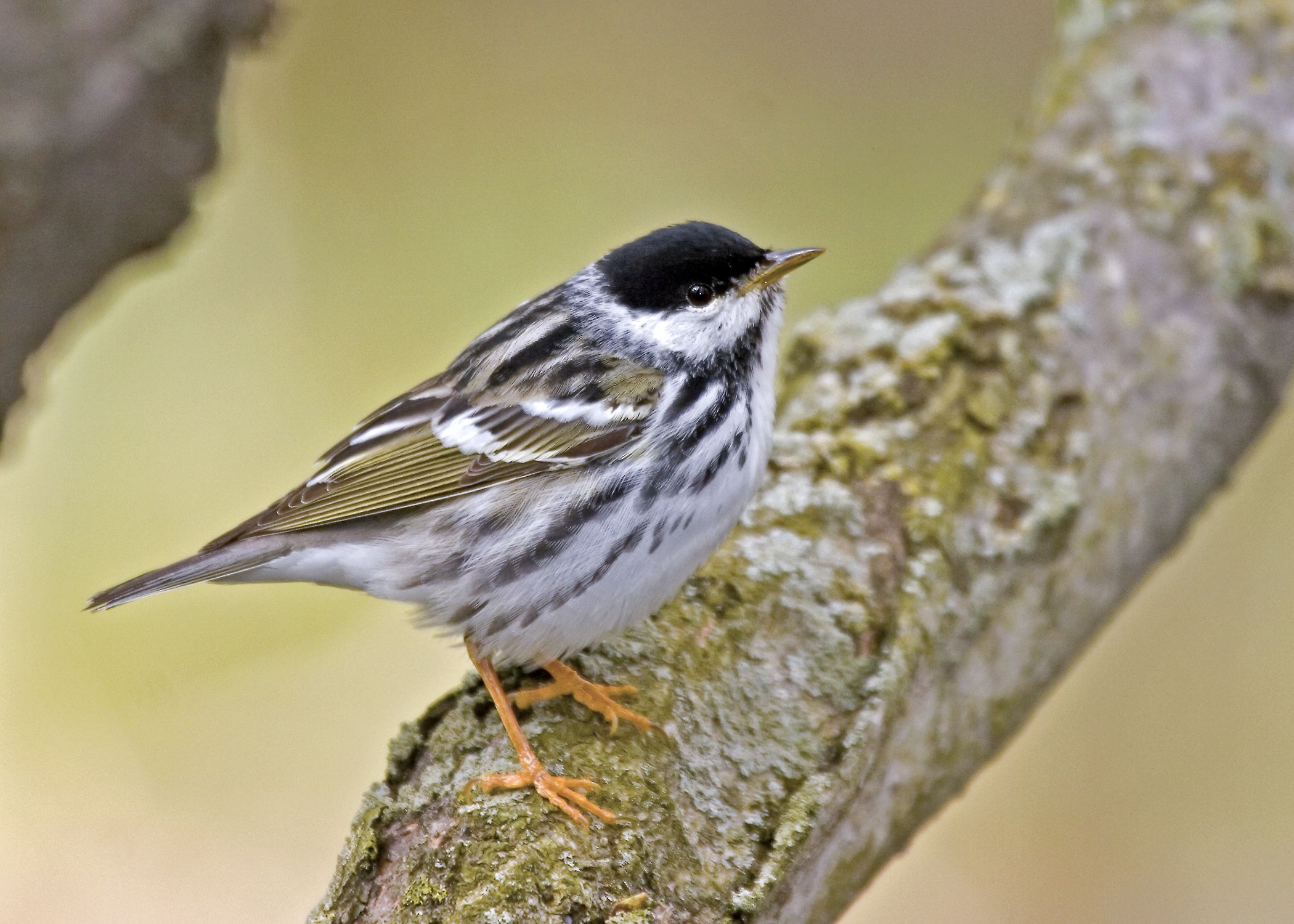 318800-blackpoll-warbler-