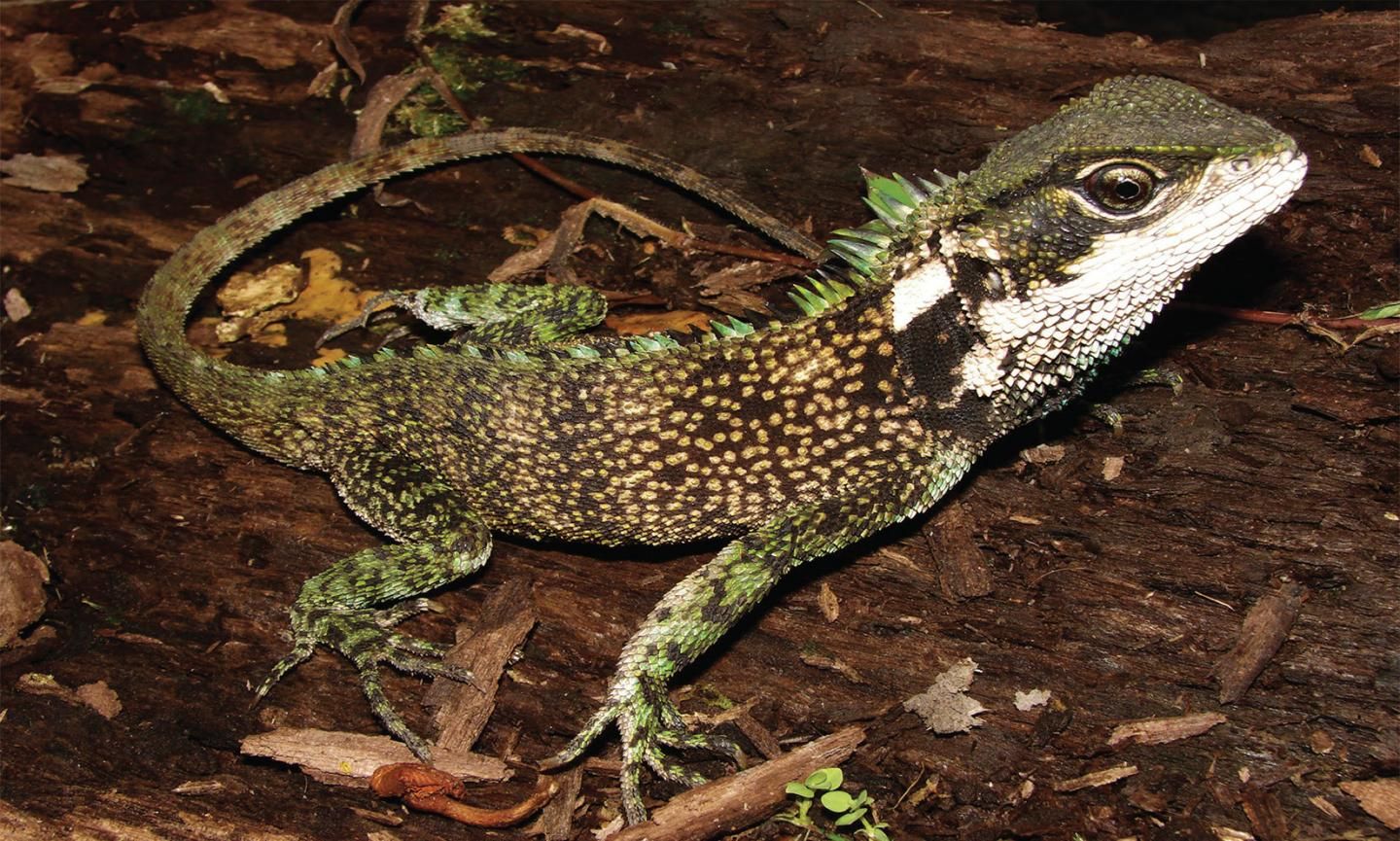 標本 Taiwan Dytiscoidae sp.37mm Three New Species of 'Dwarf Dragon' Discovered in South America