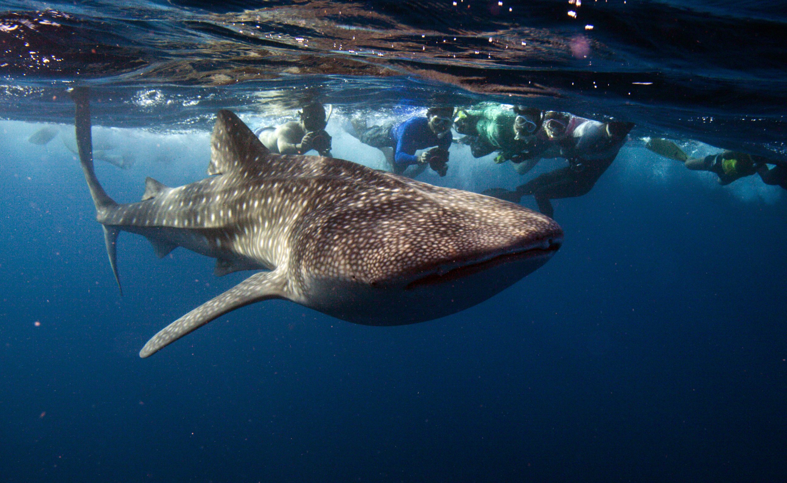 Iranian Fisherman Filmed Surfing Endangered Whale Shark, Sparking