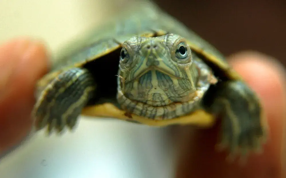 Canadian Student Caught Smuggling 51 Live Turtles in His Pants Pleads Guilty in Michigan