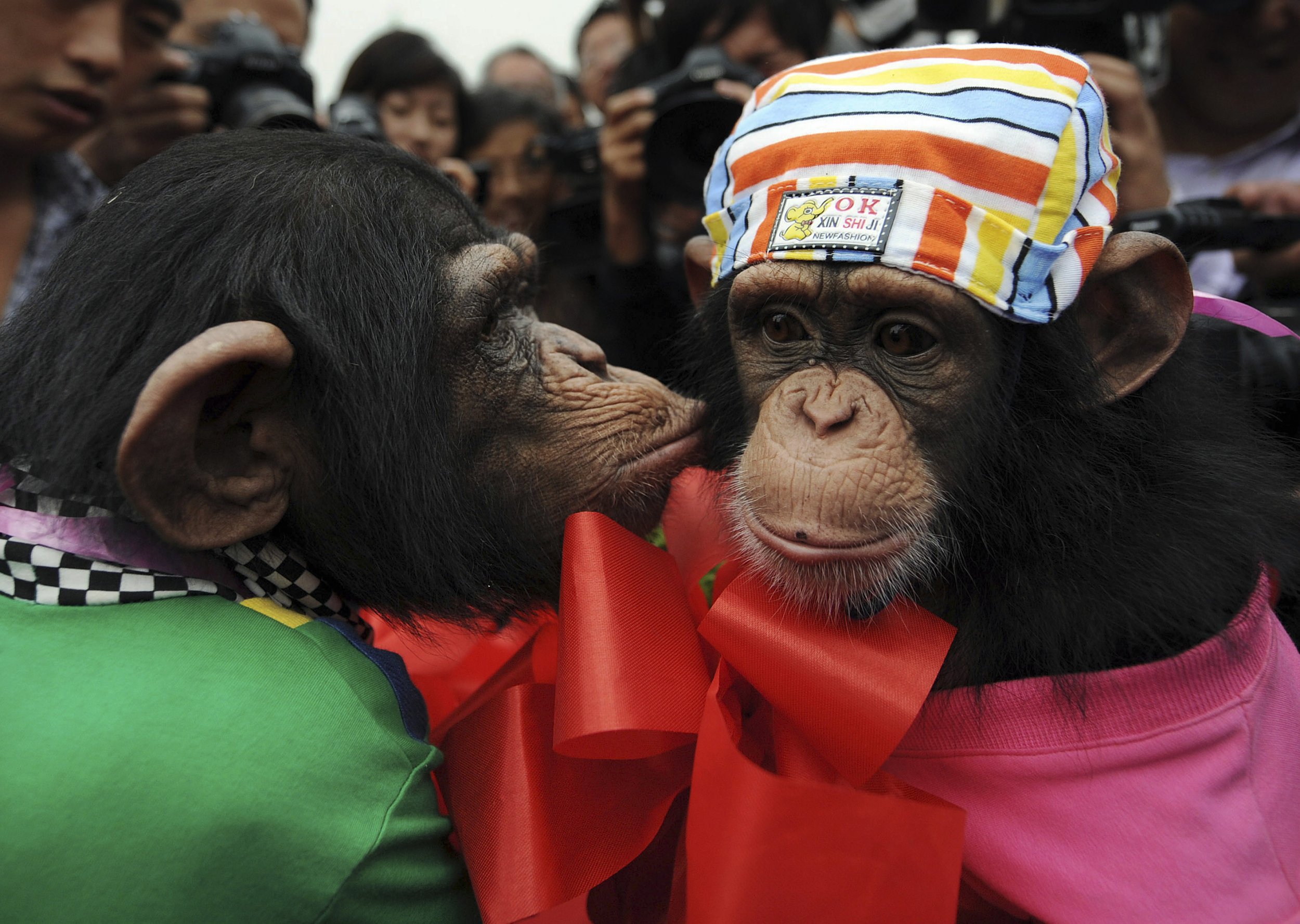 Drunk Monkey' Theory Supported by Tippling Chimps - Newsweek