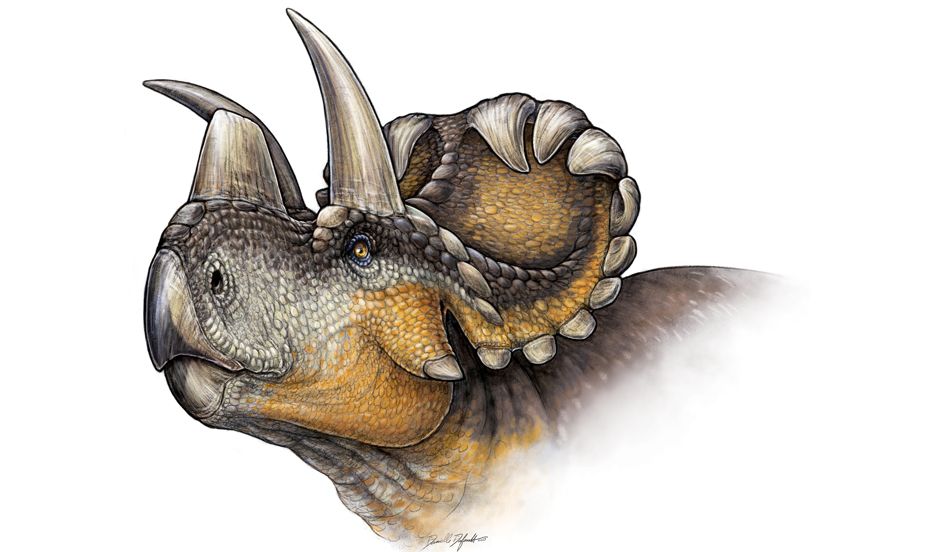 Scientists Unearth New Species of Triceratops-Like Dinosaur, the
