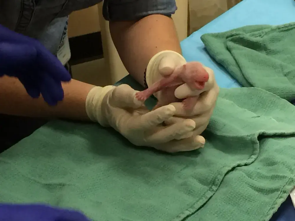 Newborn Giant Pandas Boost U.S.-Chinese Relations