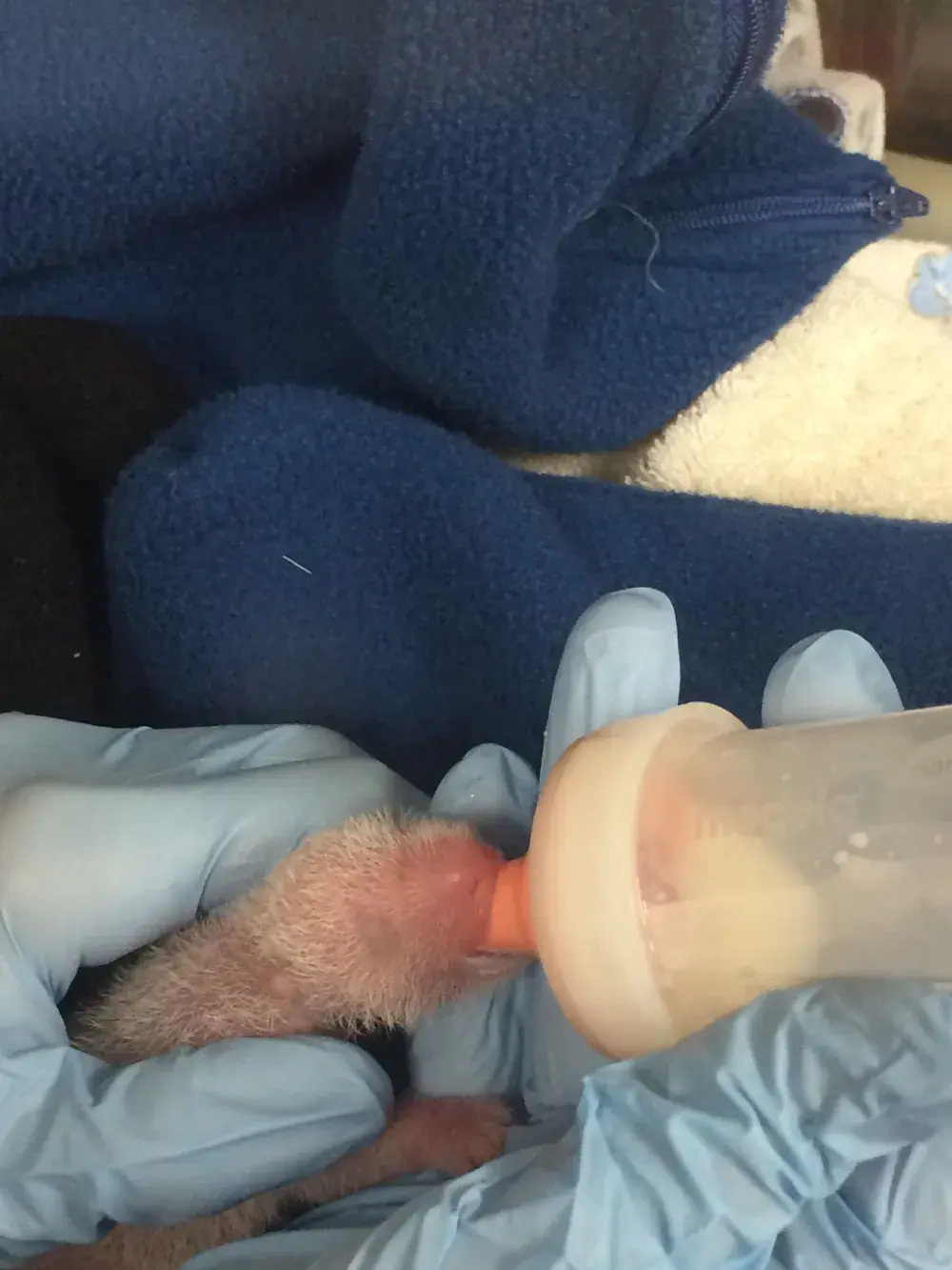 Newborn Giant Panda Cub at National Zoo Has Died