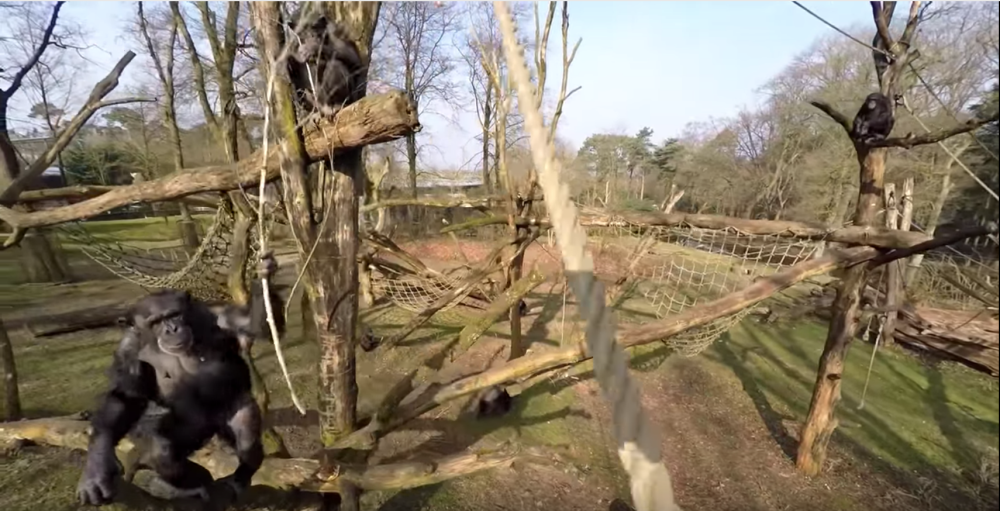 In Chimp Vs. Drone, Chimp Wins