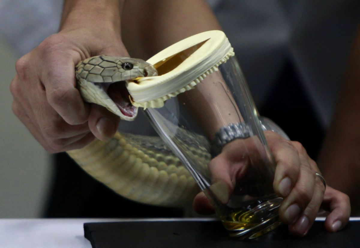 World Supply of Fav-Afrique, an Essential Antivenom, to Run Out Within a Year - Newsweek World Supply of Fav-Afrique, an Essential Antivenom, to Run Out Within a Year - Newsweek