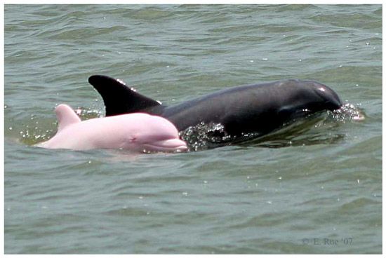 Unusual Pink Dolphin Spotted in Louisiana River - Newsweek