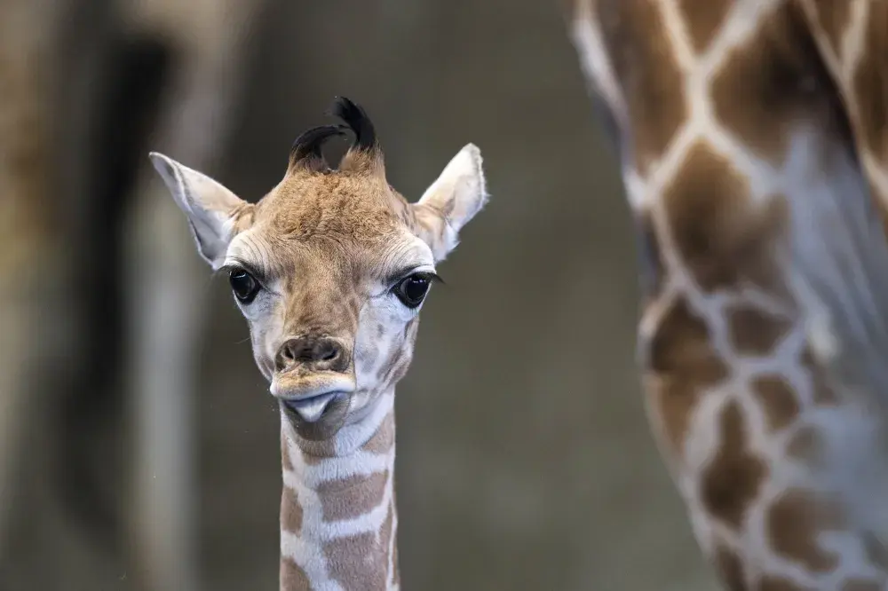 Baby Giraffe Dies at California Zoo After Running Into Wire Fence