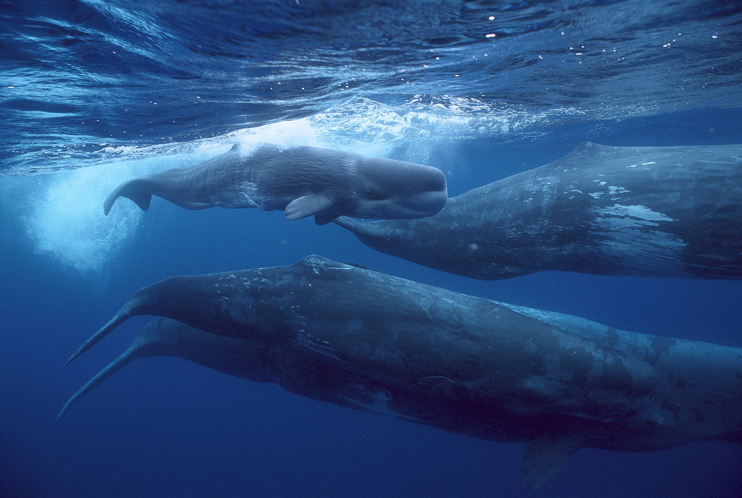 Alaskan Sperm Whales Have Learned How to Skim Fishers' Daily Catch