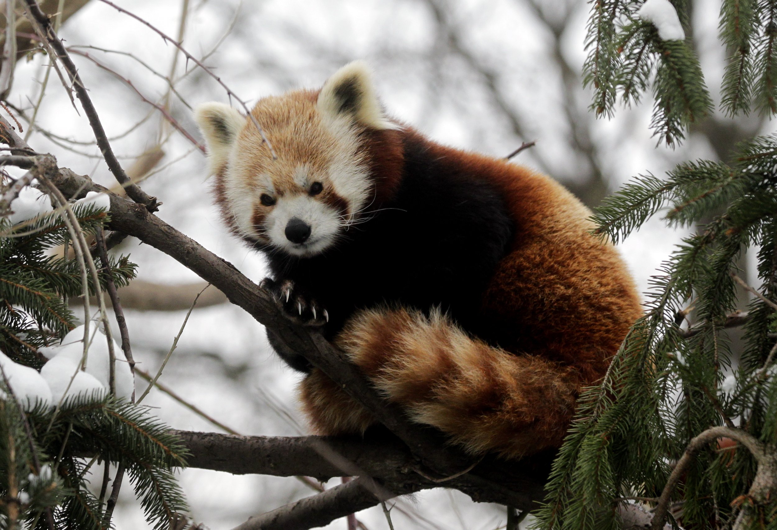 Red Panda Cubs Die as Zoo Hit With Arctic Blast's Freezing