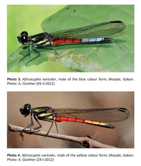 60 New Species of Dragonflies Found - Newsweek