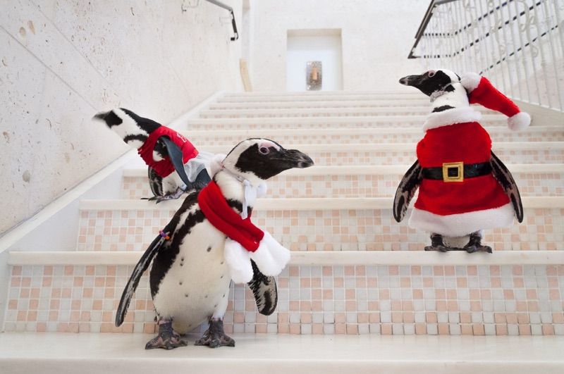 Photos: Penguins Dressed Up Like Santa for the Holidays - Newsweek