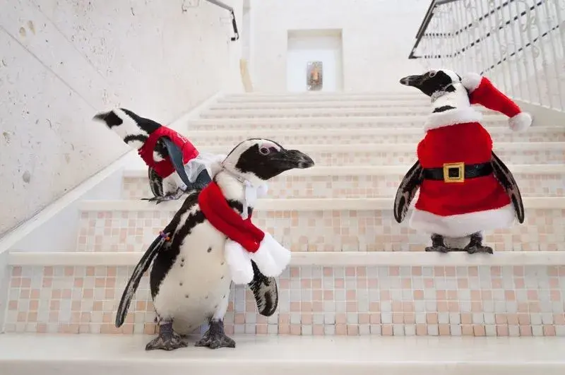 Photos: Penguins Dressed Up Like Santa for the Holidays
