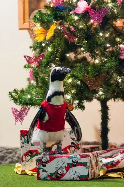 penguins dressed up for christmas Christmas penguins on parade