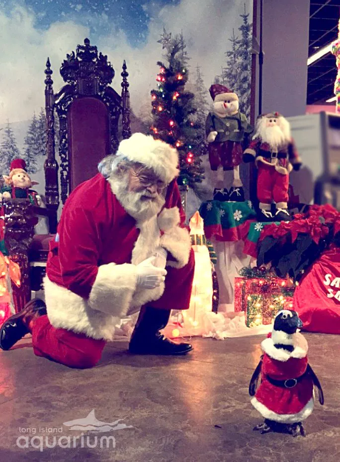 Photos: Penguins Dressed Up Like Santa for the Holidays - Newsweek