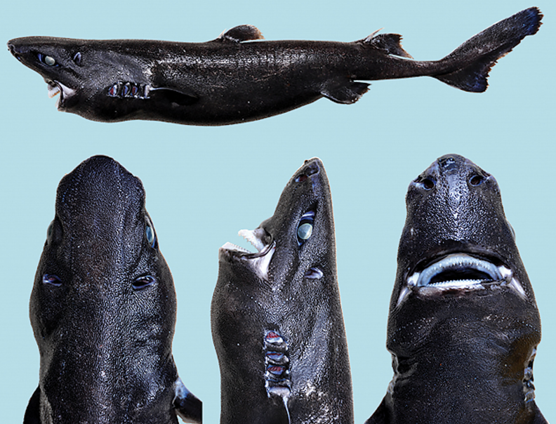 Scientists Find an All-Black, Glowing Shark Species: the Ninja