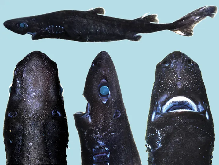 Scientists Find an All-Black, Glowing Shark Species: the Ninja