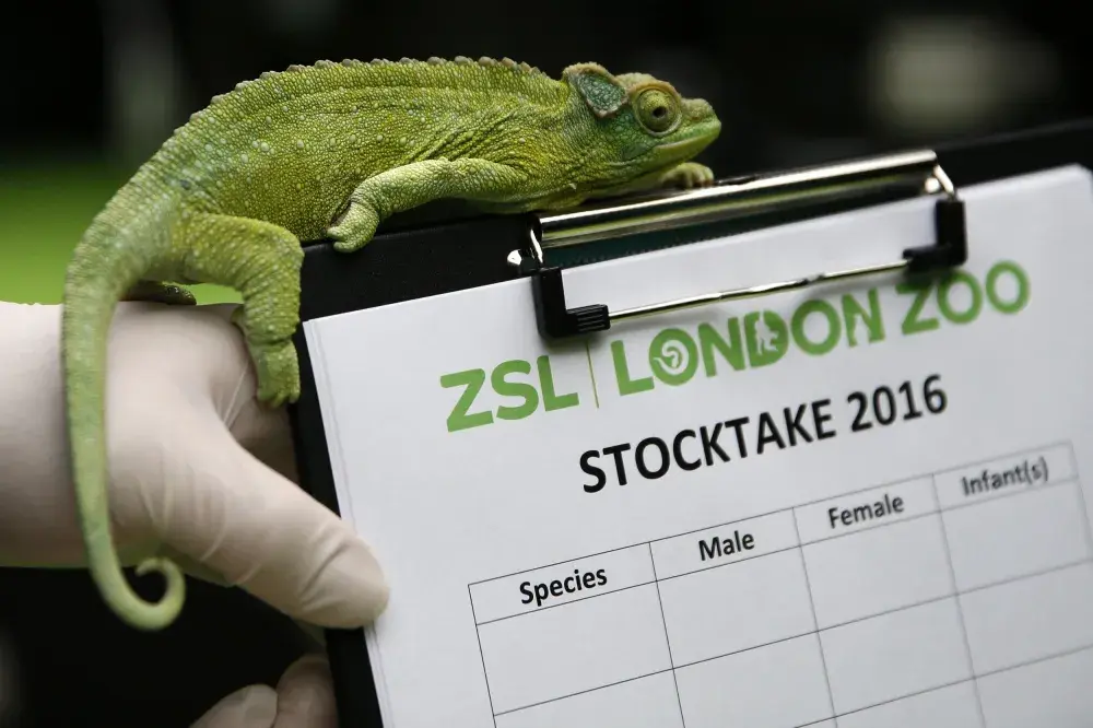 Photos: The London Zoo Takes Annual Stock of Its Animals