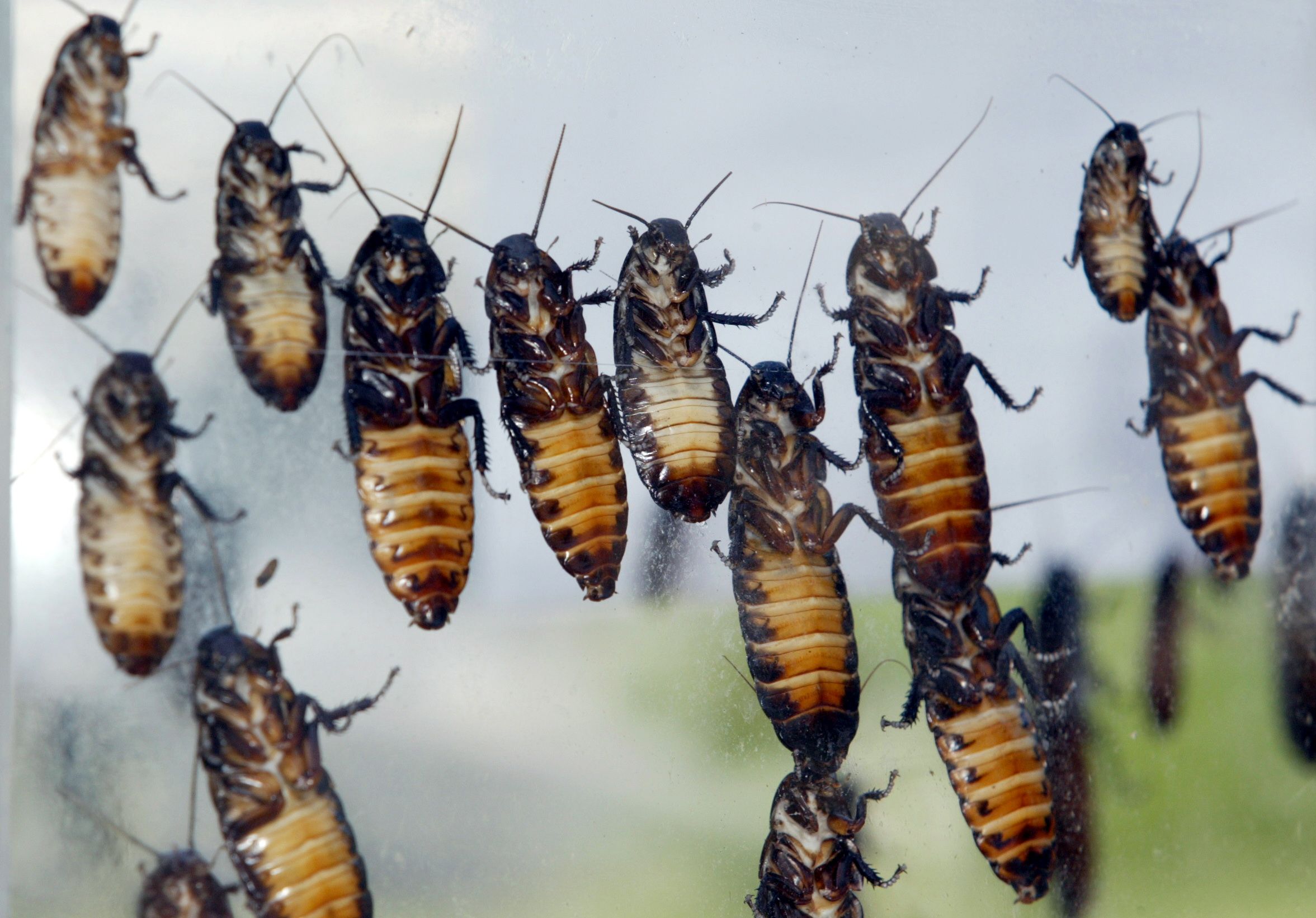 Love Is Like a Roach': Bronx Zoo to Offer Madagascar Hissing