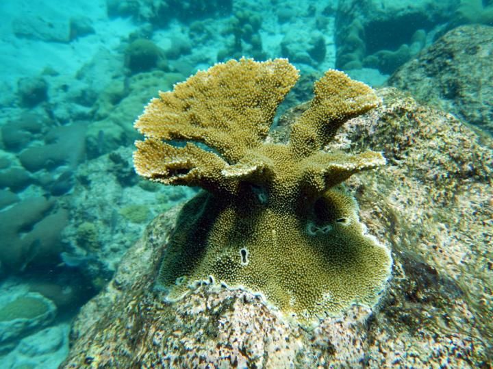 Lab-Bred Coral Reproduces in the Wild for First Time - Newsweek