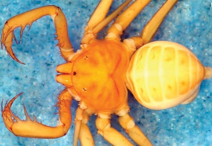 Eight New Whip Spiders Found in Amazon Rain Forest - Newsweek