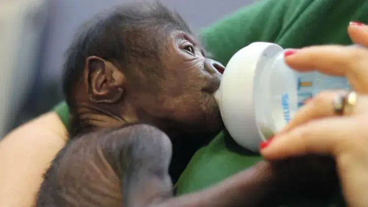 Baby Gorilla Born by Rare Cesarean at British Zoo