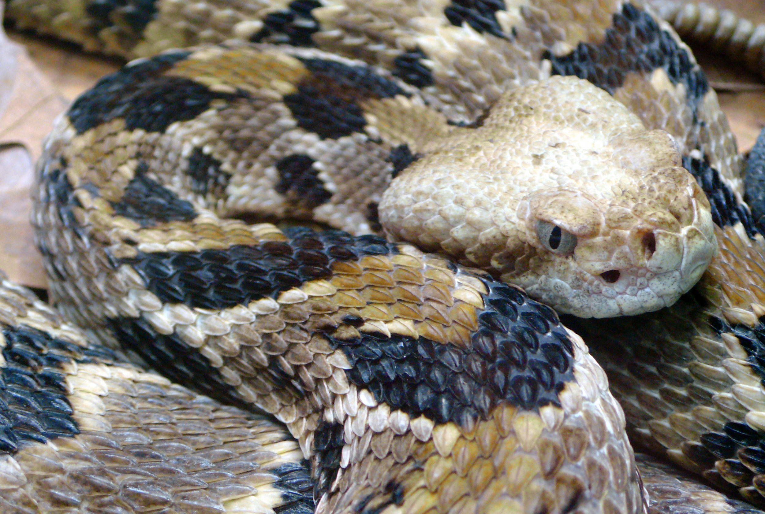 Snake Island: Massachusetts to Set Up Rattlesnake Reserve - Newsweek