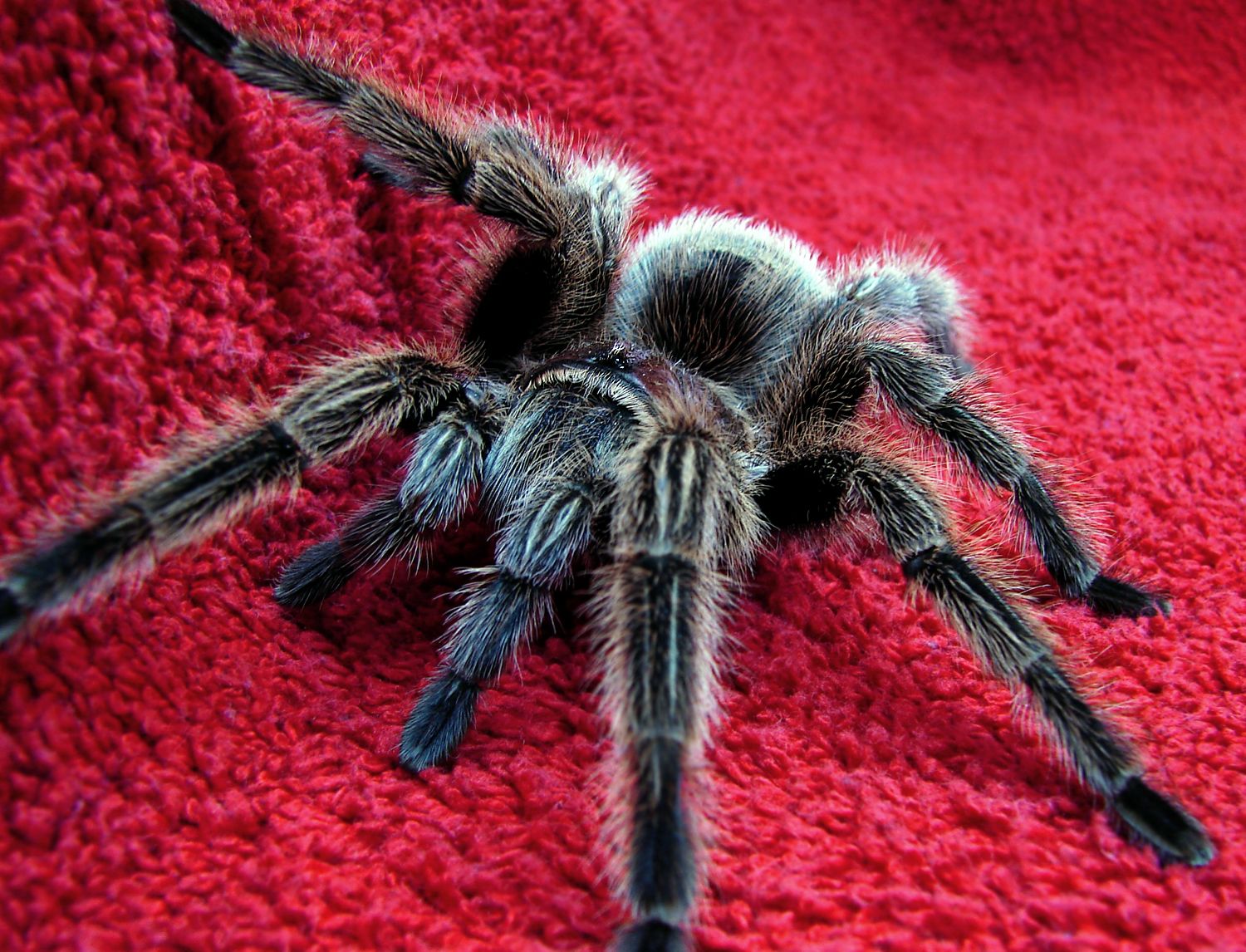Researchers Tap Peruvian Green Velvet Tarantula Venom for