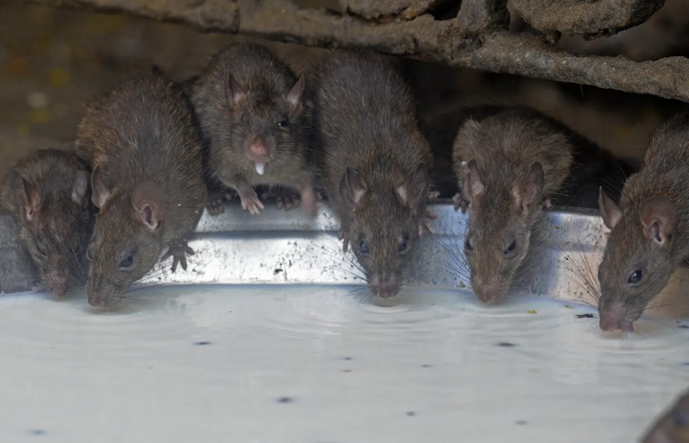 Rats—Even the Thought of Them—Can Cause Depression - Newsweek