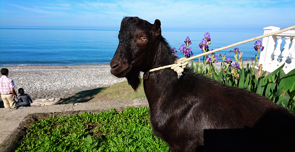 Russian Zoo Names Black Goat After Barack Obama