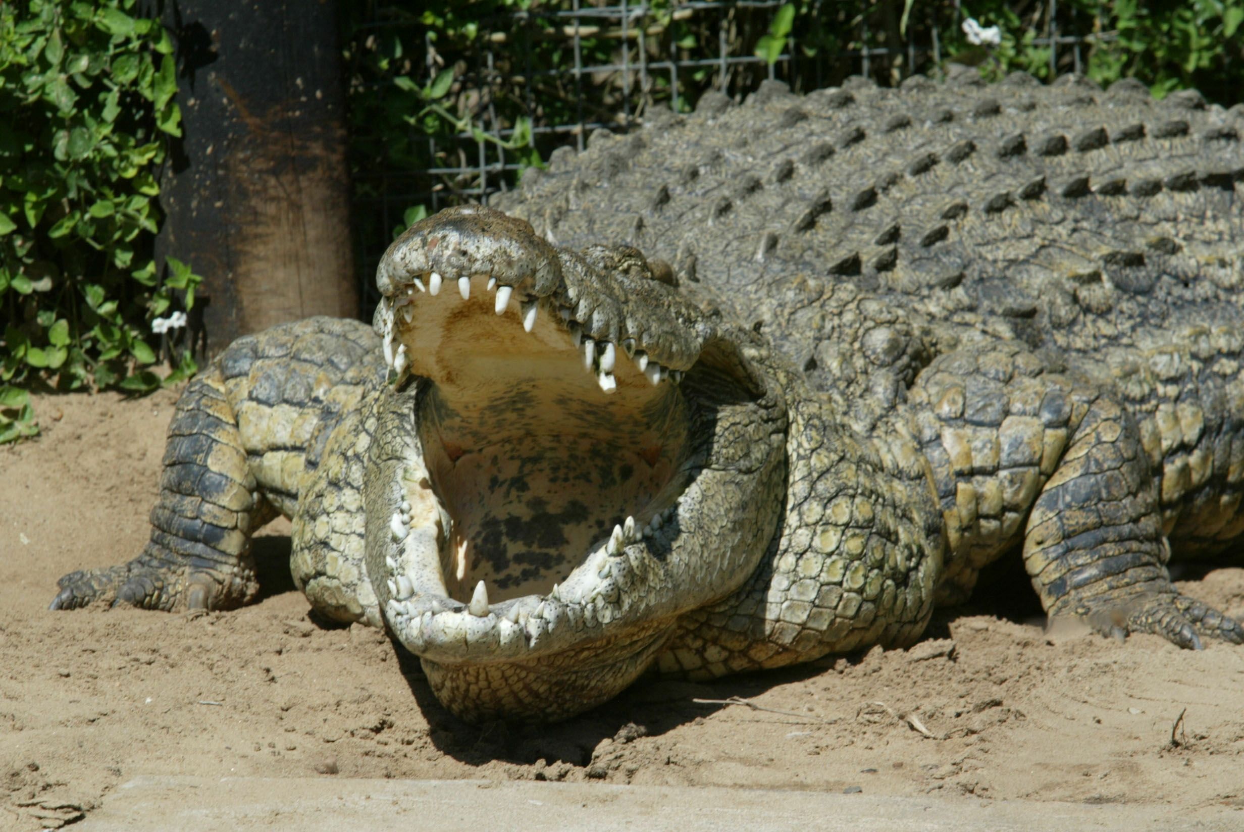 Nile Crocodiles Are in Florida, but No Need to Panic - Newsweek