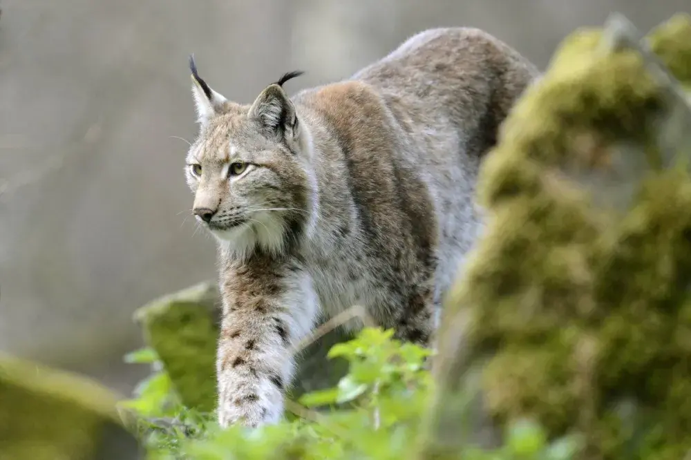 Wildcat on the Loose in Rural England After Escaping From Zoo