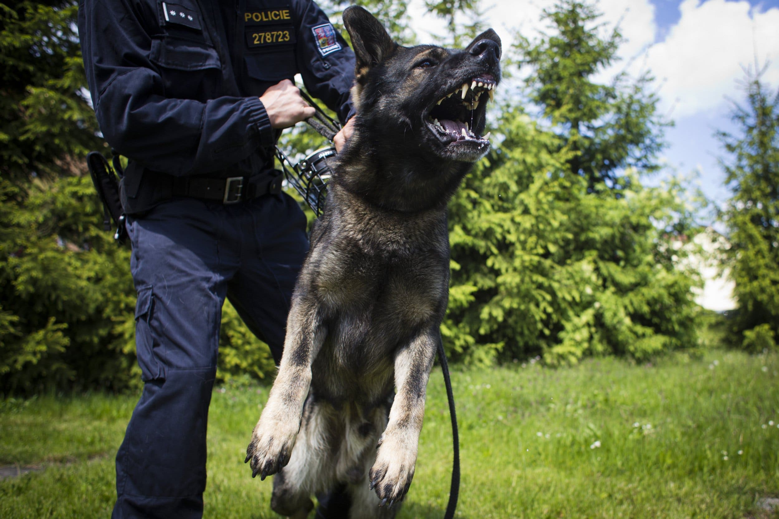 Czech Mates: Why So Many of the Best Police Dogs Hail From Overseas -  Newsweek