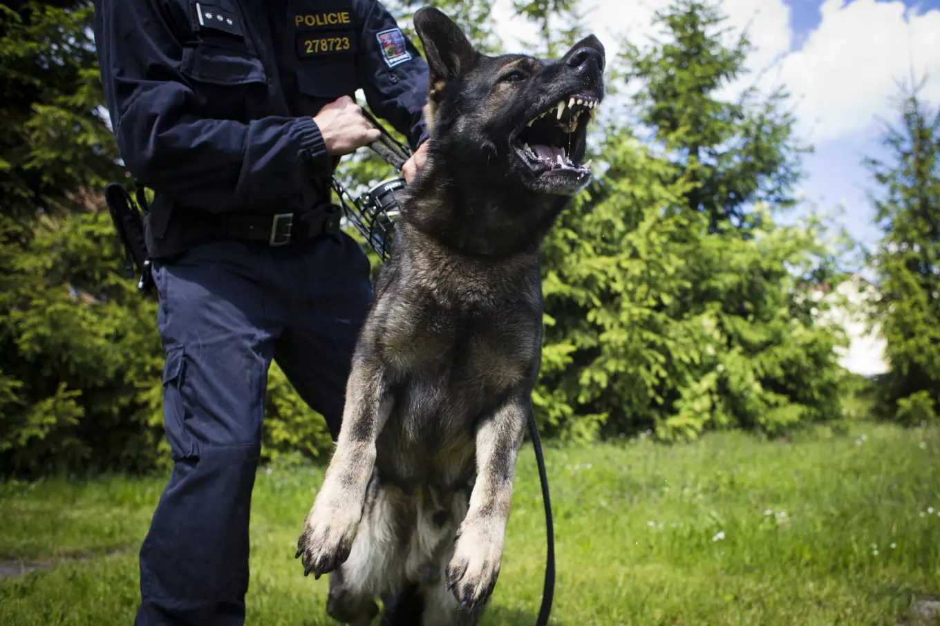What Dog Breeds Do Police Use: Top K9 Heroes Uncovered
