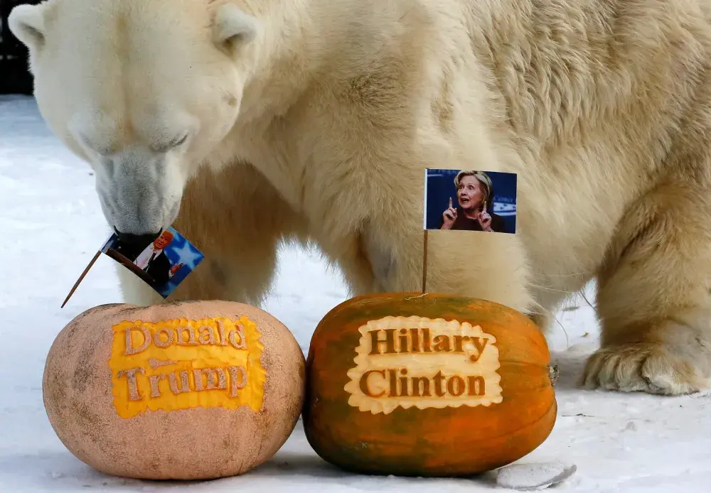 2016 U.S. Presidential Election: Russian Polar Bear Picks Trump