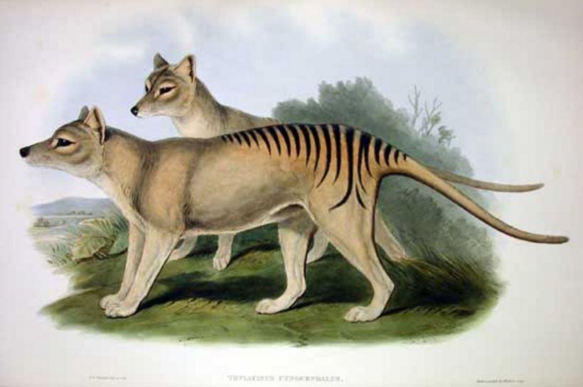 MRI Reveals a Complex, Intelligent Brain in Extinct Tasmanian
