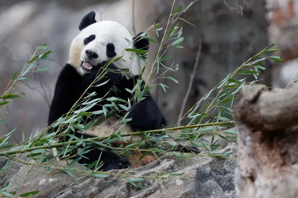 Bao Bao the Panda Swaps Washington for China
