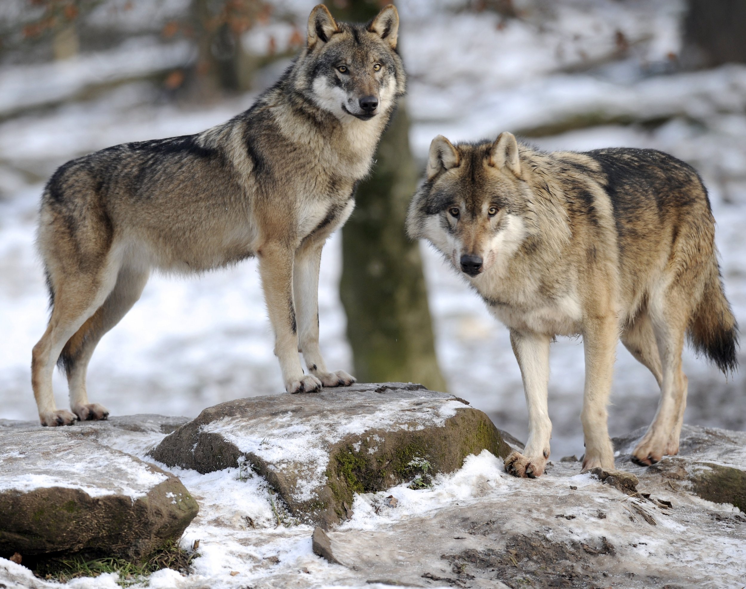 Wolves Have Returned to Denmark After 200 years - Newsweek