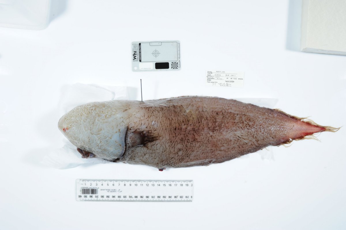 Scientists Find Bizarre Faceless Fish Among Mysterious Species in ...