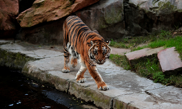 Children Watch in Horror as Tigers Eat Live Donkey at China Zoo