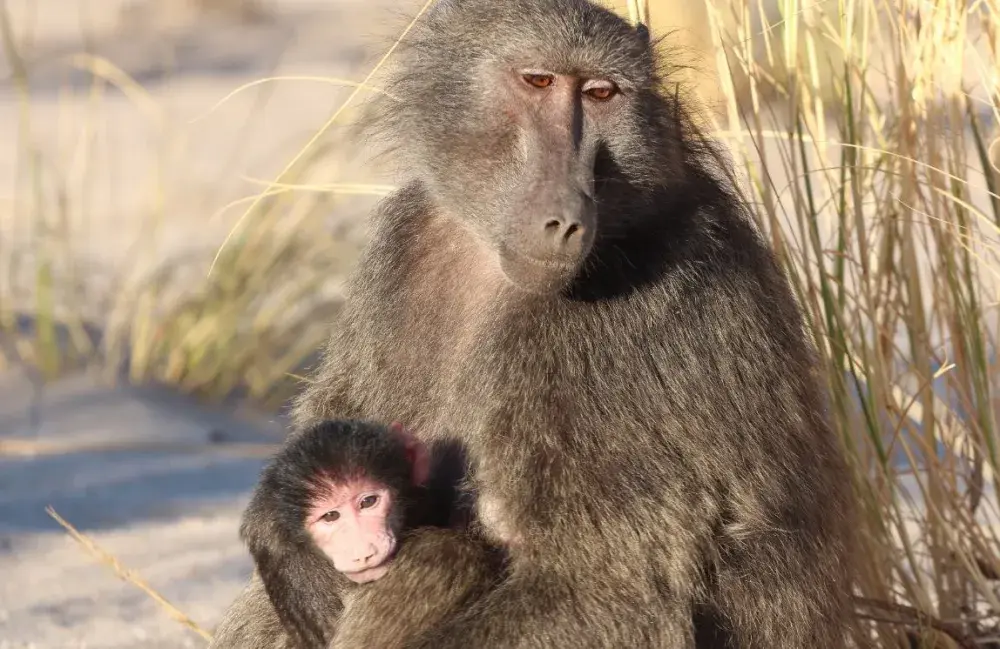 Panic in Paris: 52 Baboons on the Loose Lead to Zoo Evacuation
