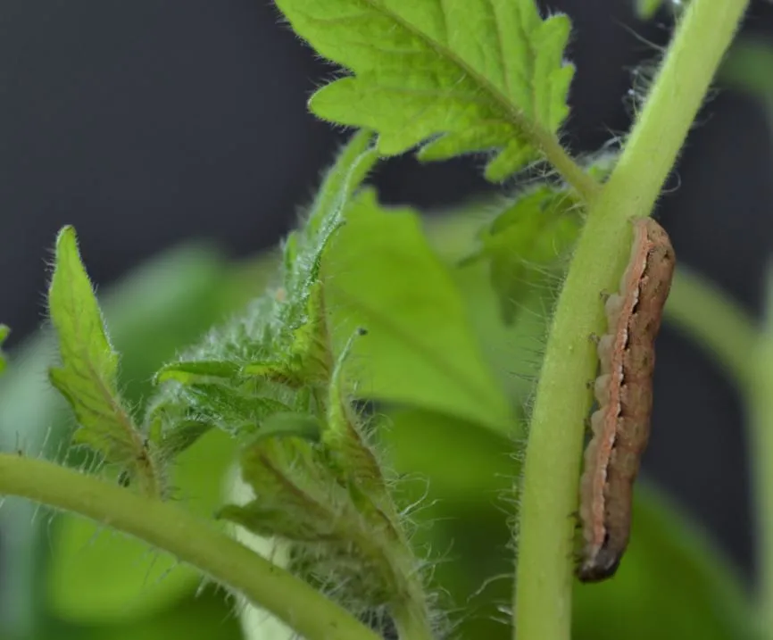634370-caterpillar.jpg?w=1600&quality=80&webp=1
