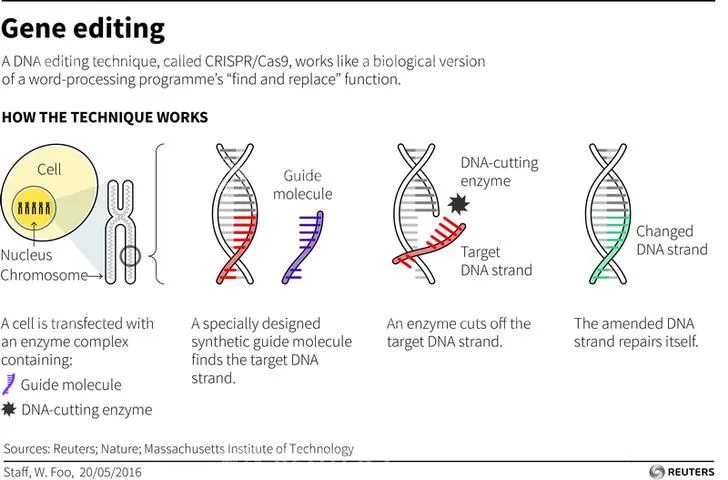 CRISPR Gene Editing: Scientists Edit Human Embryos to Safely Remove ...