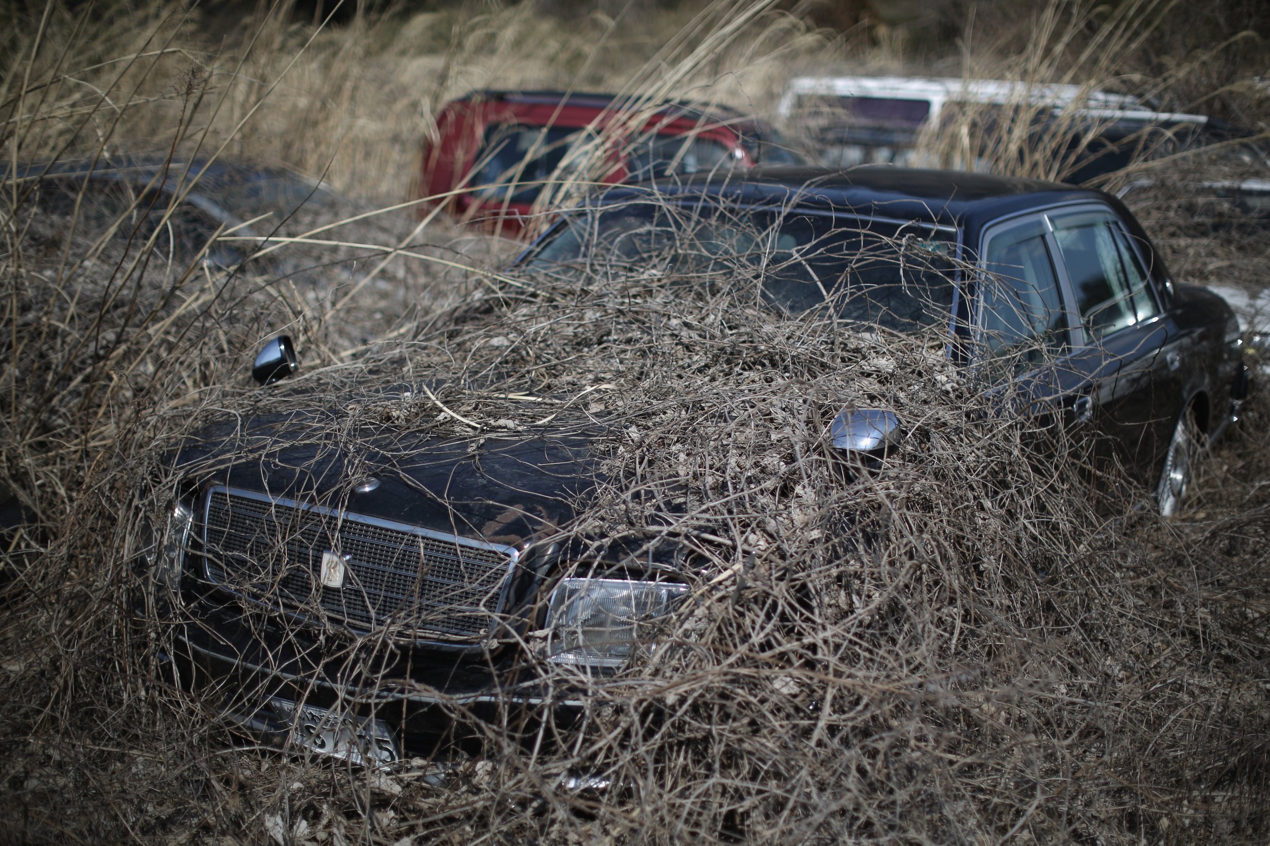 Fukushima: Summertime Images Show Nature Assert Itself After a