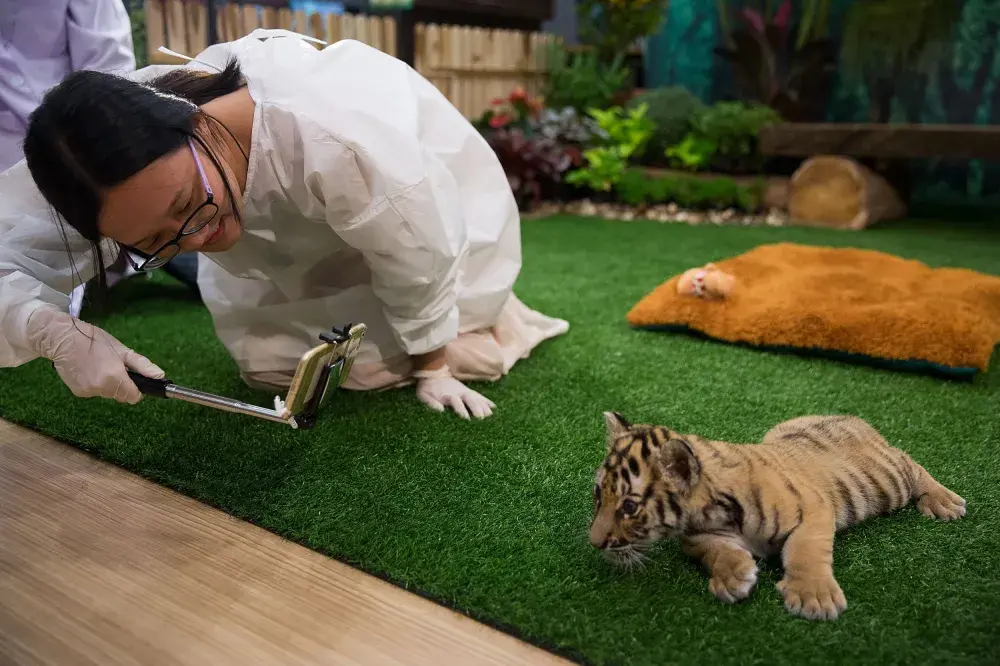 Why Taking a Selfie With a Tiger (or an Elephant, or a Dolphin) Is An Act of Cruelty