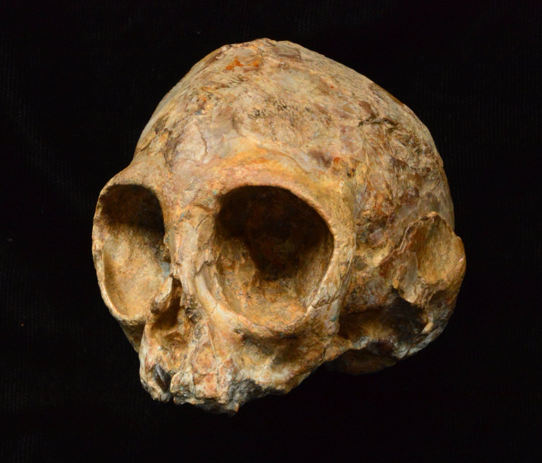 Kenya: 13 Million Year-Old Baby Ape Skull Reveals What Human
